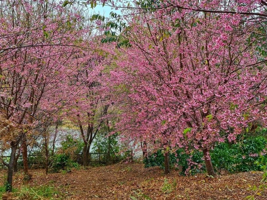 Bosque das Cerejeiras