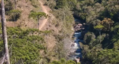 Parque Estadual de Campos do Jordão - Horto Florestal